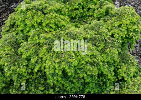 Östliche Hemlock, Tsuga canadensis „Nana“ Stockfoto