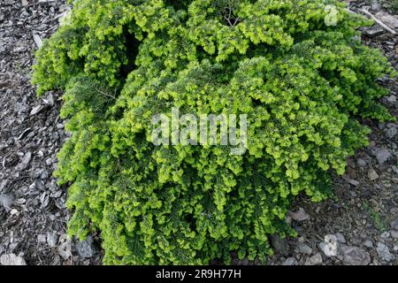 Östliche Hemlock, Tsuga canadensis „Nana“ Stockfoto