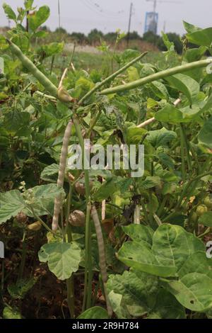 Reife Kuhbohnen auf Bäumen auf dem Hof für die Ernte sind Barernten Stockfoto