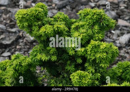 Tsuga canadensis, Kanadische Hemlock, Tsuga canadensis „Minima“ Stockfoto