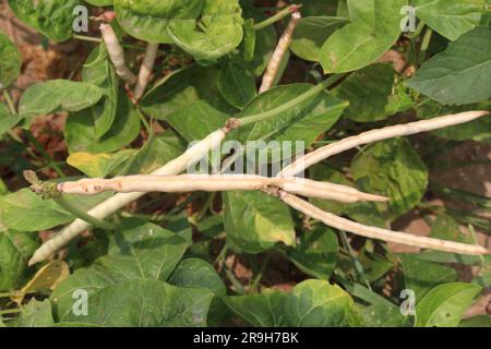 Reife Kuhbohnen auf Bäumen auf dem Hof für die Ernte sind Barernten Stockfoto