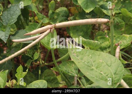Reife Kuhbohnen auf Bäumen auf dem Hof für die Ernte sind Barernten Stockfoto