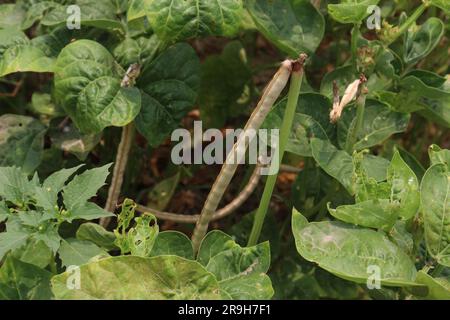 Reife Kuhbohnen auf Bäumen auf dem Hof für die Ernte sind Barernten Stockfoto