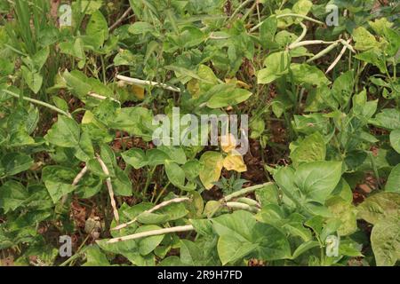 Reife Kuhbohnen auf Bäumen auf dem Hof für die Ernte sind Barernten Stockfoto