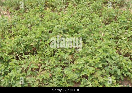 Reife Kuhbohnen auf Bäumen auf dem Hof für die Ernte sind Barernten Stockfoto