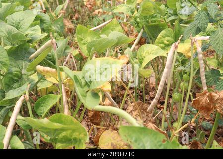 Reife Kuhbohnen auf Bäumen auf dem Hof für die Ernte sind Barernten Stockfoto