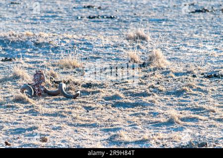 Ein Horn von einer Leiche, die auf den Ebenen des Etosha-Nationalparks in Namibia lag. Stockfoto