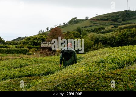 Ponta Delgada, Portugal - 5. Juli 20223: Gorreana Tea Factory. Es ist die älteste Teeplantage in Europa. Sao Miguel Island, Azoren Stockfoto