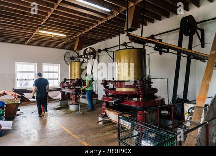 Ponta Delgada, Portugal - 5. Juli 20223: Gorreana Tea Factory. Es ist die älteste Teeplantage in Europa. Sao Miguel Island, Azoren Stockfoto