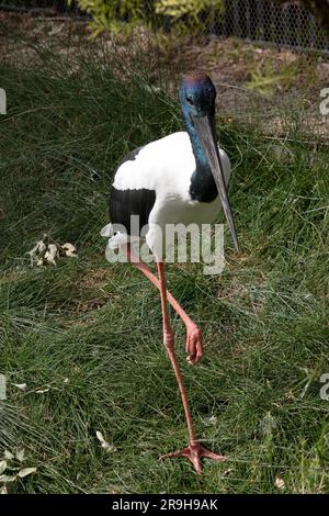 Der Jabiru oder Schwarzhalsstorch ist ein schwarz-weißer Wasservogel, der beeindruckend 1,3m m hoch ist und eine Flügelspanne von etwa 2m m hat. Kopf und Hals schon Stockfoto