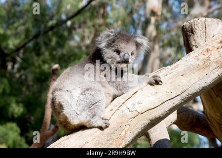 Die Koalas sind in der Regel grau-braun mit weißem Fell auf der Brust, den inneren Armen, Ohren und dem Boden. Sie haben einen großen runden Kopf, große pelzige Ohren und sind groß Stockfoto