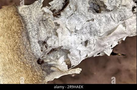 Makroaufnahme einer brennenden Zigarette. Stapeln des Makrofokus Stockfoto