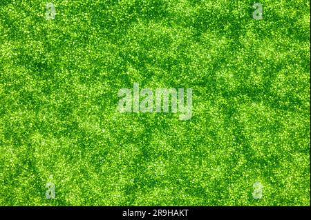 Nanostrukturen auf der Blattoberfläche. Nahaufnahme des grünen Blatts. Mikroskopische Welt. Stapeln des Makrofokus Stockfoto