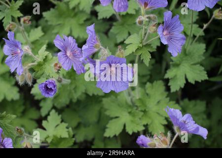 Halten Sie die zarte Schönheit von Woodland Geranium in voller Blüte fest und präsentieren Sie die lebendige Palette der Natur in einem Blumenmeisterwerk. Stockfoto