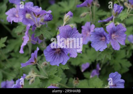 Halten Sie die zarte Schönheit von Woodland Geranium in voller Blüte fest und präsentieren Sie die lebendige Palette der Natur in einem Blumenmeisterwerk. Stockfoto