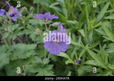 Halten Sie die zarte Schönheit von Woodland Geranium in voller Blüte fest und präsentieren Sie die lebendige Palette der Natur in einem Blumenmeisterwerk. Stockfoto