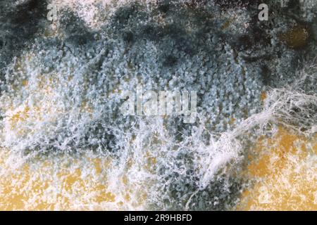 Mikroskopische Ansicht von Schimmel auf Käse, Hartkäse mit weißem und schwarzem Schimmel darauf. Schimmelpilz auf Lebensmitteln Stockfoto