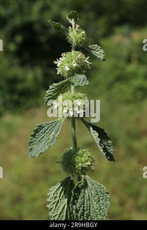 Marrubium vulgare, Lamiaceae. Wilde Pflanze im Sommer. Stockfoto