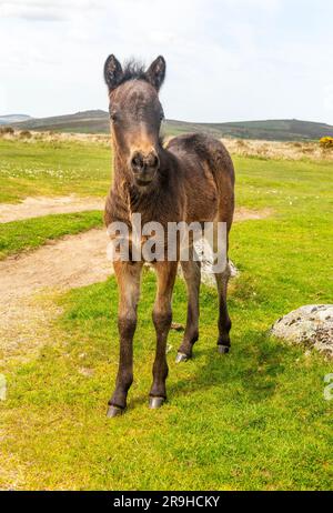 Dartmoor Pony Foal, Dartmoor Nationalpark, in der Nähe von Combestone Tor, Devon, England, UK Stockfoto