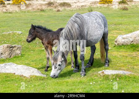 Mare und Foal Dartmoor Ponys, Dartmoor Nationalpark, nahe Combestone Tor, Devon, England, UK Stockfoto