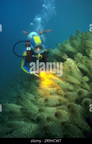 Taucher bei Common Mares Tail (Hippuris vulgaris), Baden-Württemberg, Deutschland, Europa Stockfoto