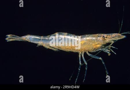 Europäische Süßwassergarnele (Atyaephyra desmaresti), Baden-Württemberg, Deutschland, Europa Stockfoto