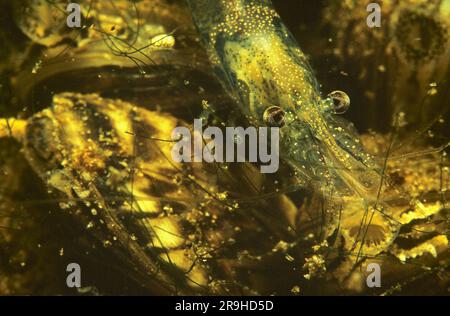 Europäische Süßwassergarnele (Atyaephyra desmaresti) auf einer Süßwasserschale (Dreissena polymorpha), Baden-Württemberg, Deutschland, Europa Stockfoto