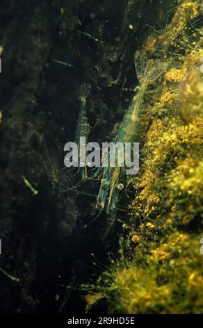 Europäische Süßwassergarnele (Atyaephyra desmaresti), Baden-Württemberg, Deutschland, Europa Stockfoto