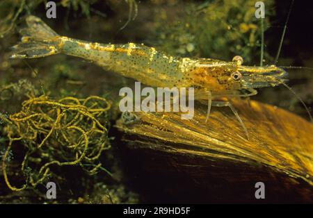 Europäische Süßwassergarnele (Atyaephyra desmaresti) auf einer Süßwasserschale (Dreissena polymorpha), Baden-Württemberg, Deutschland, Europa Stockfoto