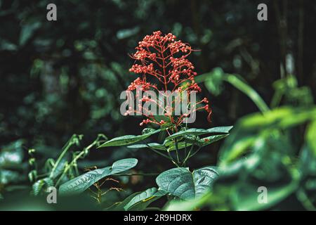 Wunderschöne Pagodenblume im Parque Lage, Rio de Janeiro Stockfoto