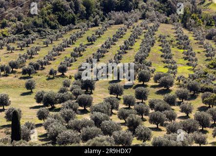 Ackerland und Olivenhaine um Montemassi in der Provinz Grosseto. Italien Stockfoto