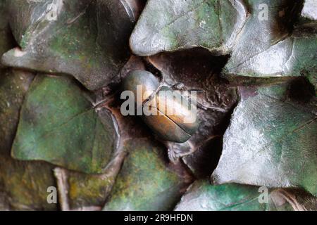 Details von Blättern und Insekten an der Tür der Sagrada Familia, Barcelona, Spanien. Stockfoto