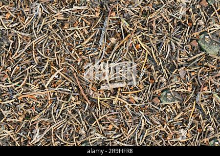 Fliesenwaldgrund, Kiefernadeln-Textur Stockfoto