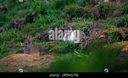 Markantes junges Kaninchen außerhalb des warren Stockfoto