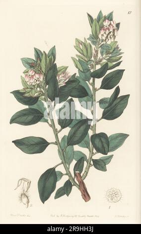 Pointleaf manzanita, Pinguica, Manzanilla oder stechende Bärenbeere, Arctostaphylos pungens. Der Pflanzenjäger Karl Theodor Hartweg, der ihn in Mexiko fand, stellte ihn der Gartenbaugesellschaft vor. Handfarbene Prägung aus Copperplate von George Barclay nach einer botanischen Illustration von Sarah Drake vom Edwards' Botanical Register, Fortsetzung von John Lindley, veröffentlicht von James Ridgway, London, 1844. Stockfoto