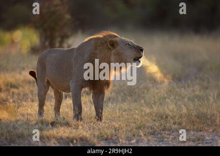 Ein dominanter männlicher Löwe brüllt und kommuniziert mit den anderen Mitgliedern des Stolzes, hintergrundbeleuchtet mit Atem schwer sichtbar, Selinda, Botsuana, Afrika Stockfoto