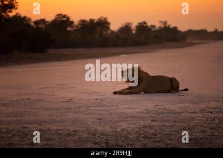 Ein männlicher Löwe wartet auf dem Flugplatz in der Selinda-Konzession vor Sonnenaufgang und kommuniziert mit den anderen Mitgliedern des Stolzes, Botsuana, Afrika Stockfoto