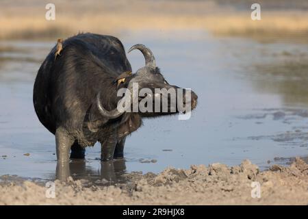 Ein Büffel steht inmitten eines Wasserlochs und schüttelt die Gelbschnäbel, Savute, den Chobe-Nationalpark, Botsuana, Afrika ab Stockfoto