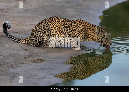 Ein (weiblicher) Leopard trinkt im besten Licht am Wasserloch, große Reflexion, Savute, Chobe-Nationalpark, Botsuana, Afrika Stockfoto