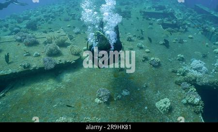 Taucher schwimmen über Bord mit Fenstern, die mit Korallen überwuchert sind, auf dem Schiffswrack der Fähre Salem Express, dem Roten Meer, Safaga, Ägypten Stockfoto