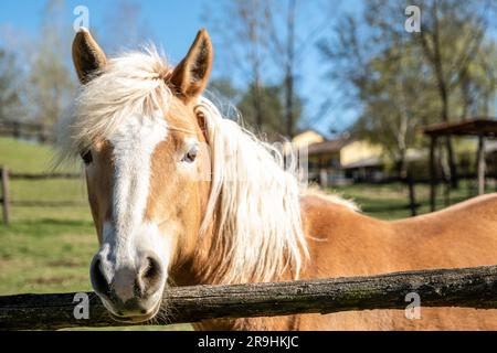 Ein Porträt eines majestätischen Pferdes in malerischer Umgebung, dessen Kopf auf einem Holzzaun ruht. Stockfoto