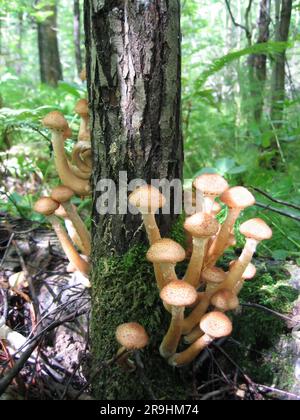 Genießbare Pilze, Honig-Agarik, wächst an Bäumen im Wald Stockfoto