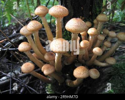 Essbare Pilze, Honigagarik, im Wald wachsen Stockfoto