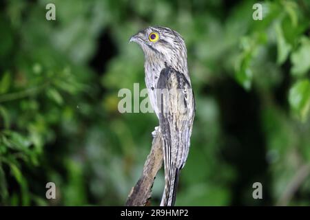 Nyctibius jamaicensis (Nyctibius jamaicensis) in Jamaika Stockfoto