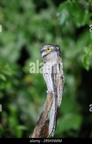 Nyctibius jamaicensis (Nyctibius jamaicensis) in Jamaika Stockfoto