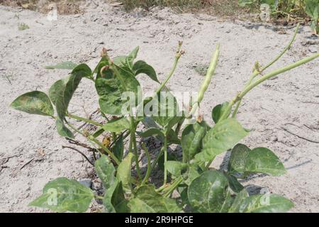 Reife Kuhbohnen auf Bäumen auf dem Hof für die Ernte sind Barernten Stockfoto