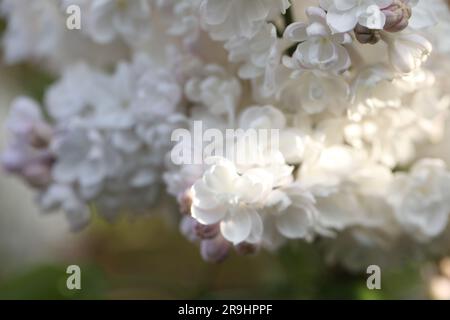 Fliederblütenzweig im Frühlingsgarten Stockfoto