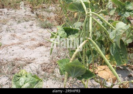 Reife Kuhbohnen auf Bäumen auf dem Hof für die Ernte sind Barernten Stockfoto