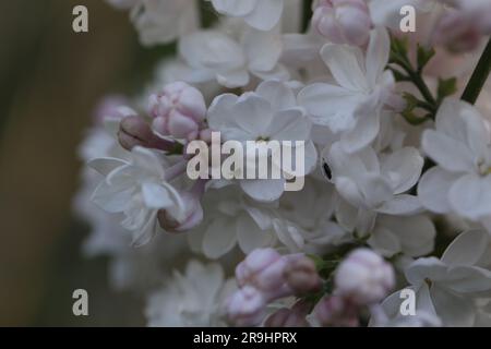 Fliederblütenzweig im Frühlingsgarten Stockfoto