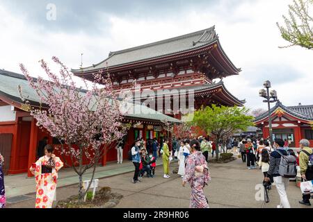 Tokio, japanische Mädchen Frauen in traditionellem Kimono-Kleid posieren für Fotos in der Kirschblütensaison des Senso-ji-Tempels, 2023, Japan, Asien Stockfoto